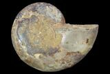 Sliced, Agatized Ammonite Fossil (Half) - Jurassic #100538-1